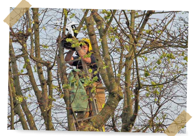 Drone stuck in tree